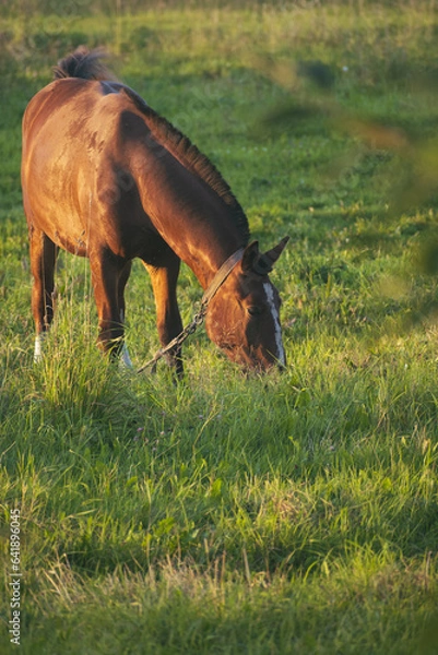 Obraz horse in the field