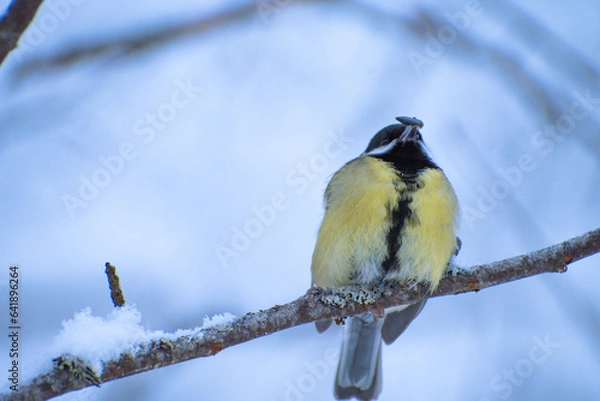 Obraz titmouse sitting on a branch