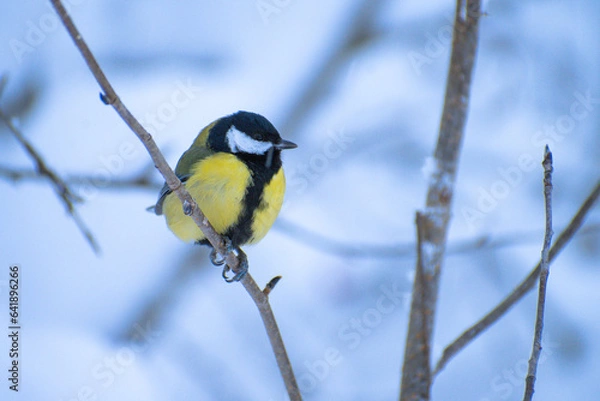 Fototapeta titmouse on a branch