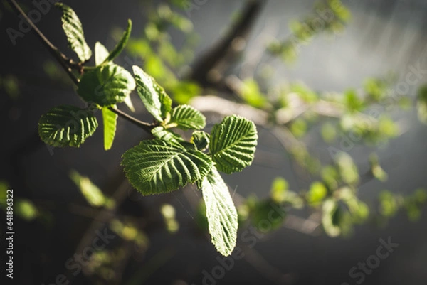 Obraz leaves on a branch