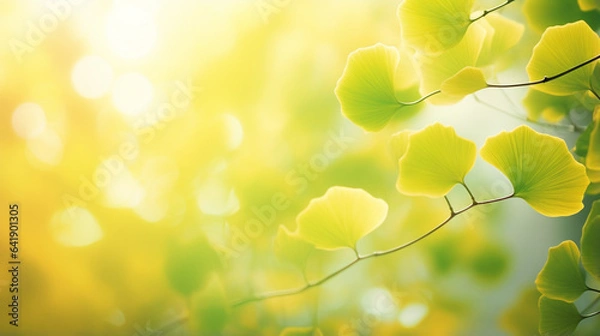 Fototapeta イチョウの葉の美しいボケ写真