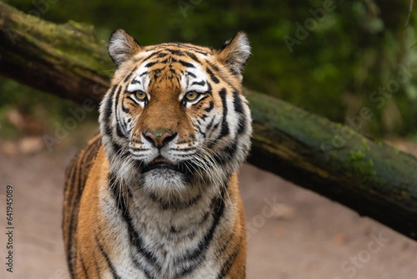 Obraz Closeup portrait of a Siberian Tiger