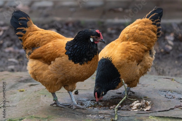 Obraz Vorwerk chicken feeding