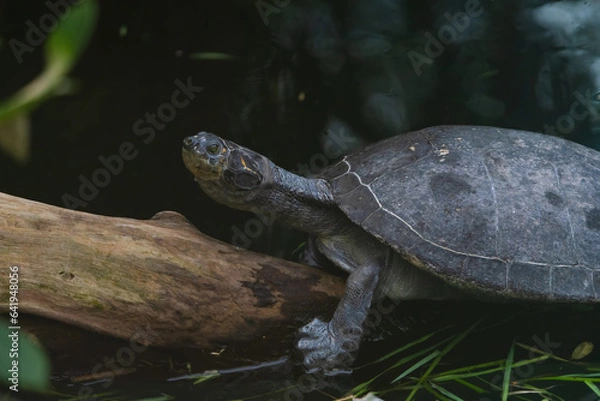 Obraz Yellow-spotted Amazon river turtle resting on a log