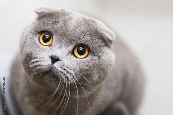 Obraz Gatto certosino