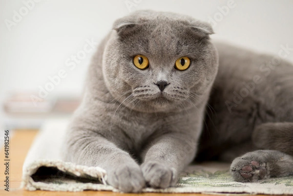 Obraz Gatto certosino