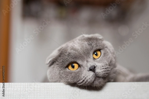 Obraz Gatto certosino