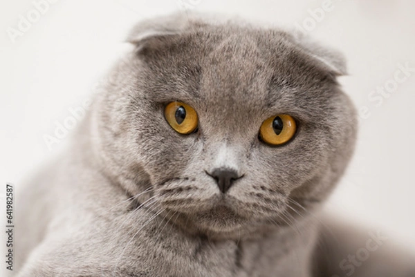 Obraz Gatto certosino