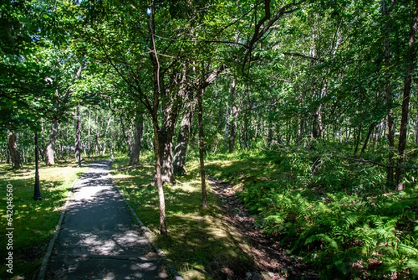Obraz road to the park with a tree for recreation
