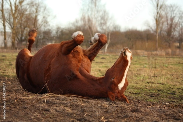 Fototapeta Chestnut horse rolling on the ground