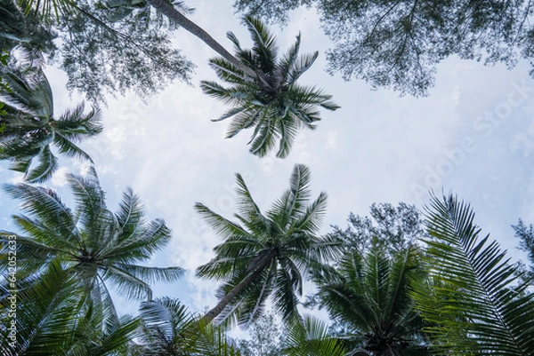 Obraz Palmen von unten