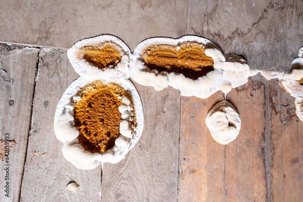 Fototapeta Fungus attacking wooden elements in structures, close-up image