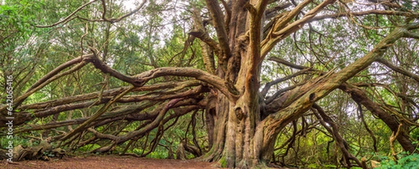 Obraz Yew Tree @ Kingley Vale