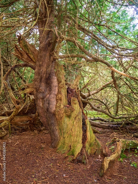 Obraz Yew Tree @ Kingley Vale