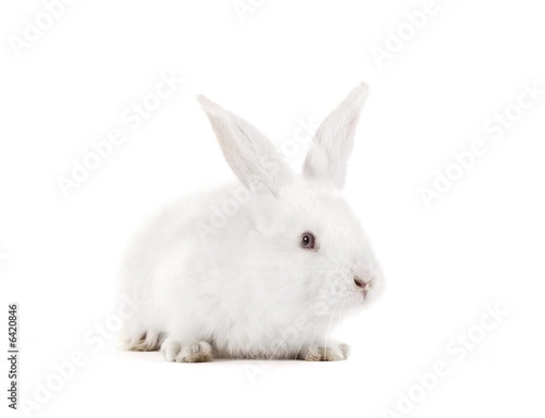 Obraz The rabbit with a white background