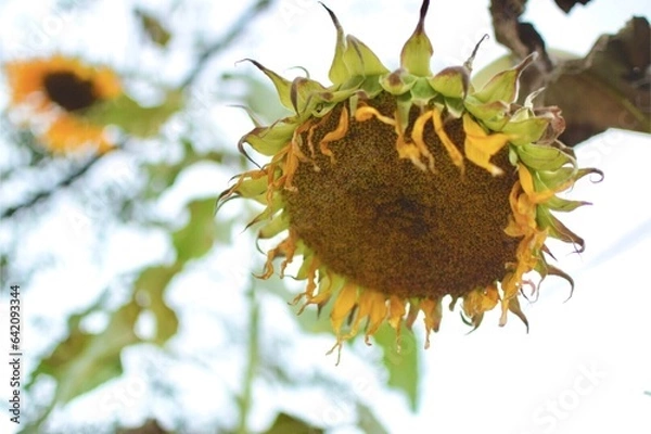 Obraz Withered sunflower
