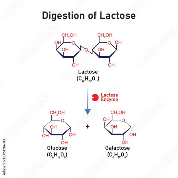 Fototapeta Lactose Molecule Digestion by Lactase Enzyme Concept Design. Vector Illustration.