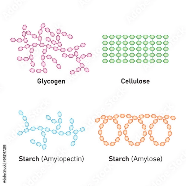 Obraz Polysaccharides Types Concept Design. Vector Illustration.