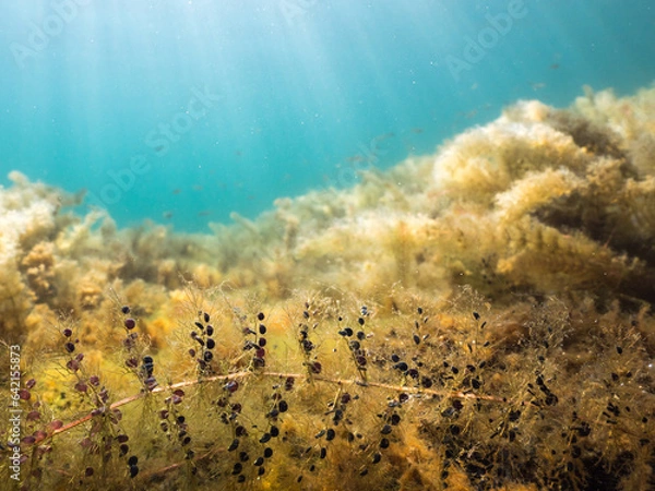 Obraz Bladderwort carnivorous plant underwater