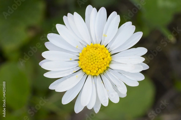 Obraz Daisy closeup