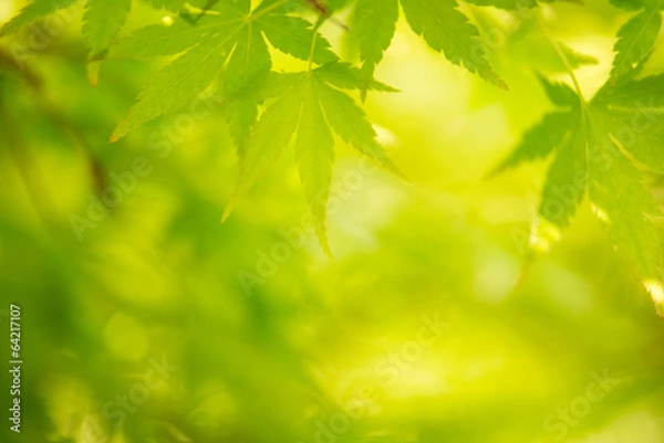Fototapeta 新緑の葉