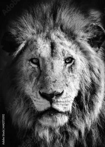 Obraz Leão em preto e branco