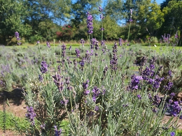 Obraz field of lavender