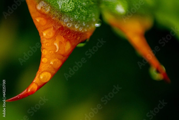 Obraz orange flower with drops