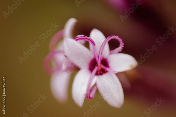 Obraz pink frangipani flower