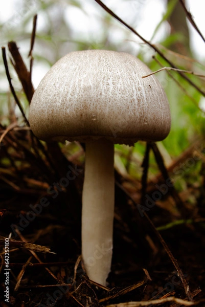 Obraz mushroom in the forest
