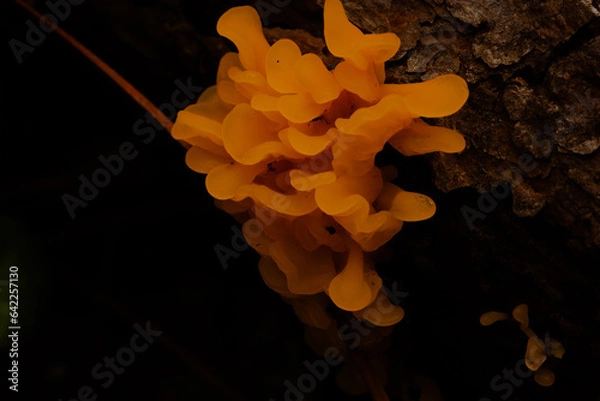 Obraz orange mushroom