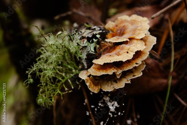 Obraz mushroom on the tree