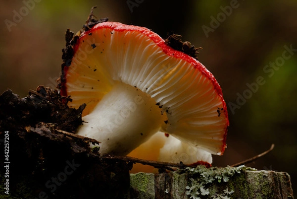 Obraz mushroom in the forest