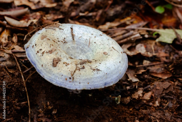 Obraz Lactarius indigo