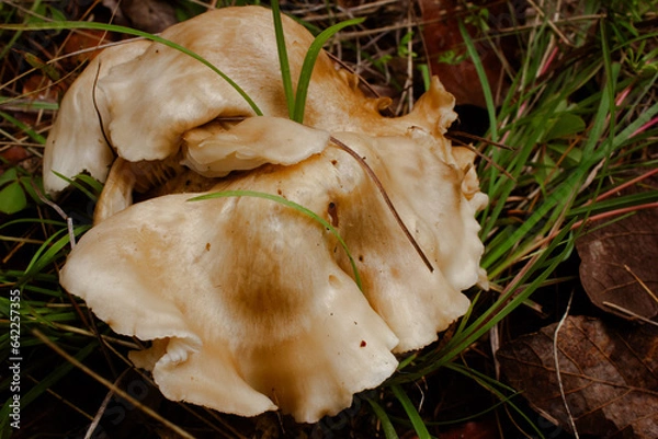 Obraz mushroom on the ground