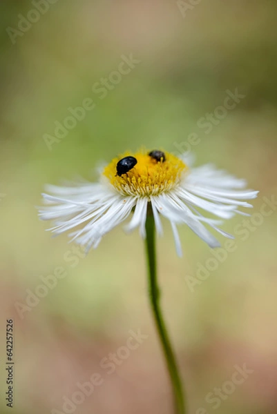 Obraz ladybug on daisy