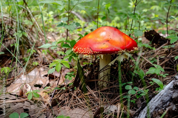 Obraz mushroom in the forest