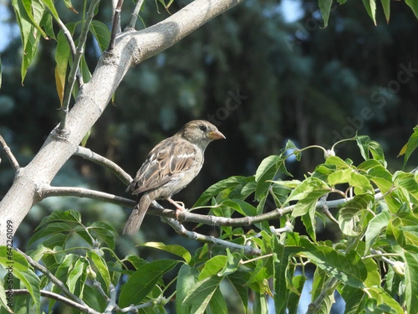 Obraz Sparrow looking at you from a tree branch