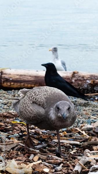 Obraz Pigeon, Sealgul and crow awaiting for food on beach