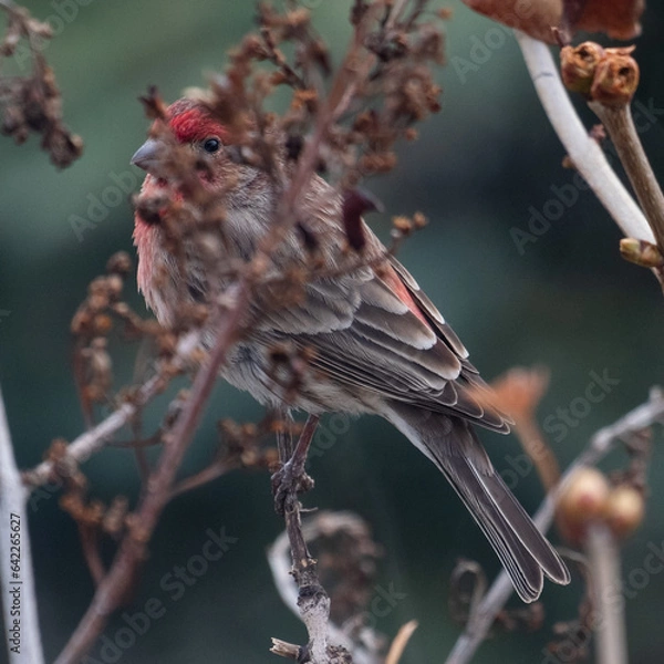 Obraz A bee is enjoying the wild sunflower blooming 