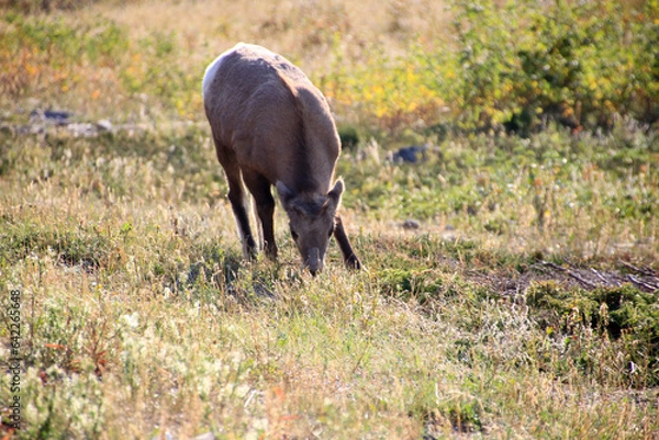 Obraz Mountain Goats Closeup