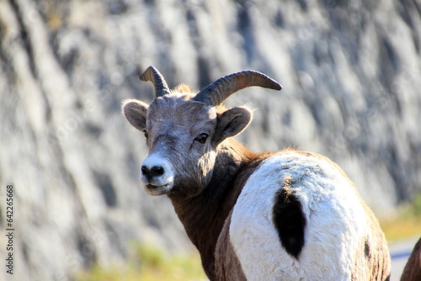 Obraz A mountain goat is looking back at you