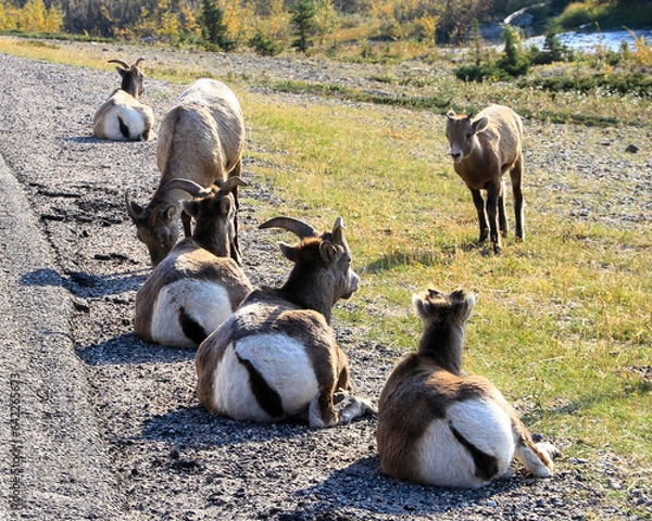 Obraz Mountain Goats Closeup