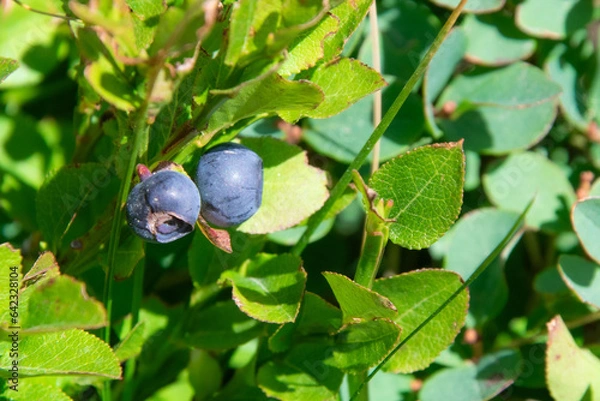 Obraz myrtilles sur pied