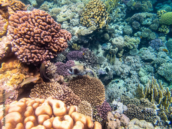 Fototapeta Fabulously beautiful inhabitants of the coral reef in the Red Sea