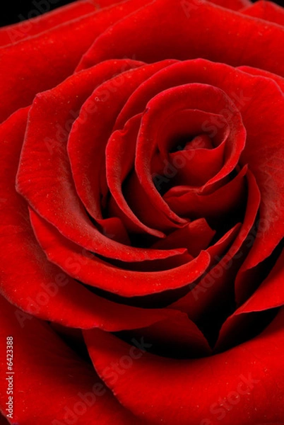 Obraz red rose