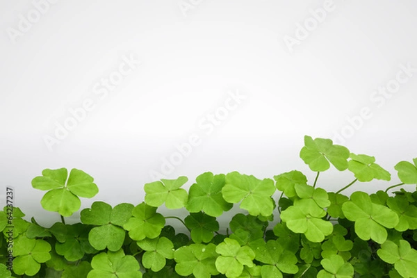 Obraz koniczyna tło