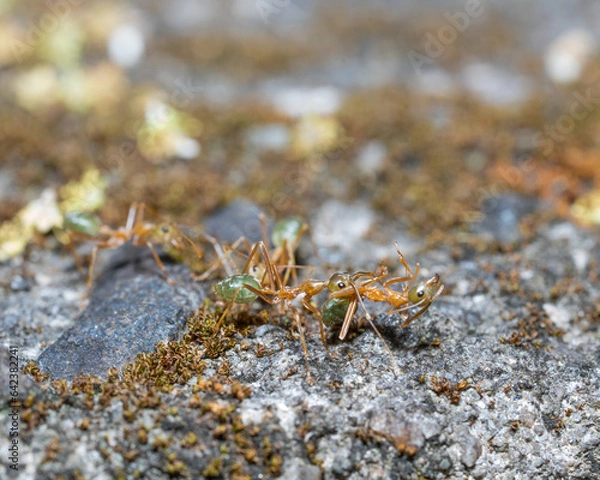 Obraz Anoplolepis gracilipes macro shot