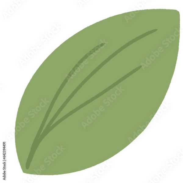 Obraz green leaf isolated on white