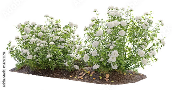 Fototapeta Cutout flowering bush isolated on transparent background. White rose shrub for landscaping or garden design.	

